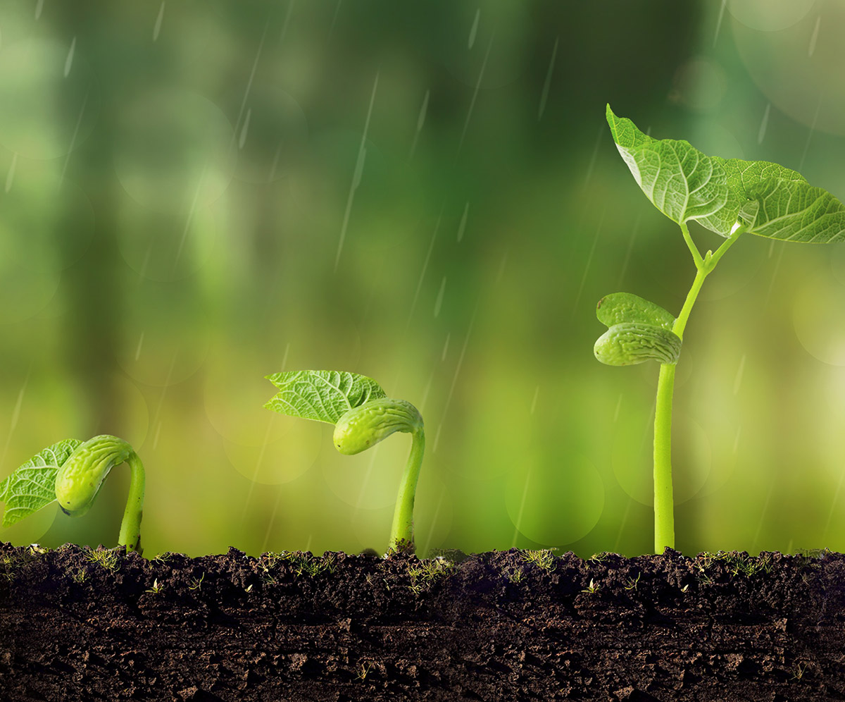Premium Seeds & Plants