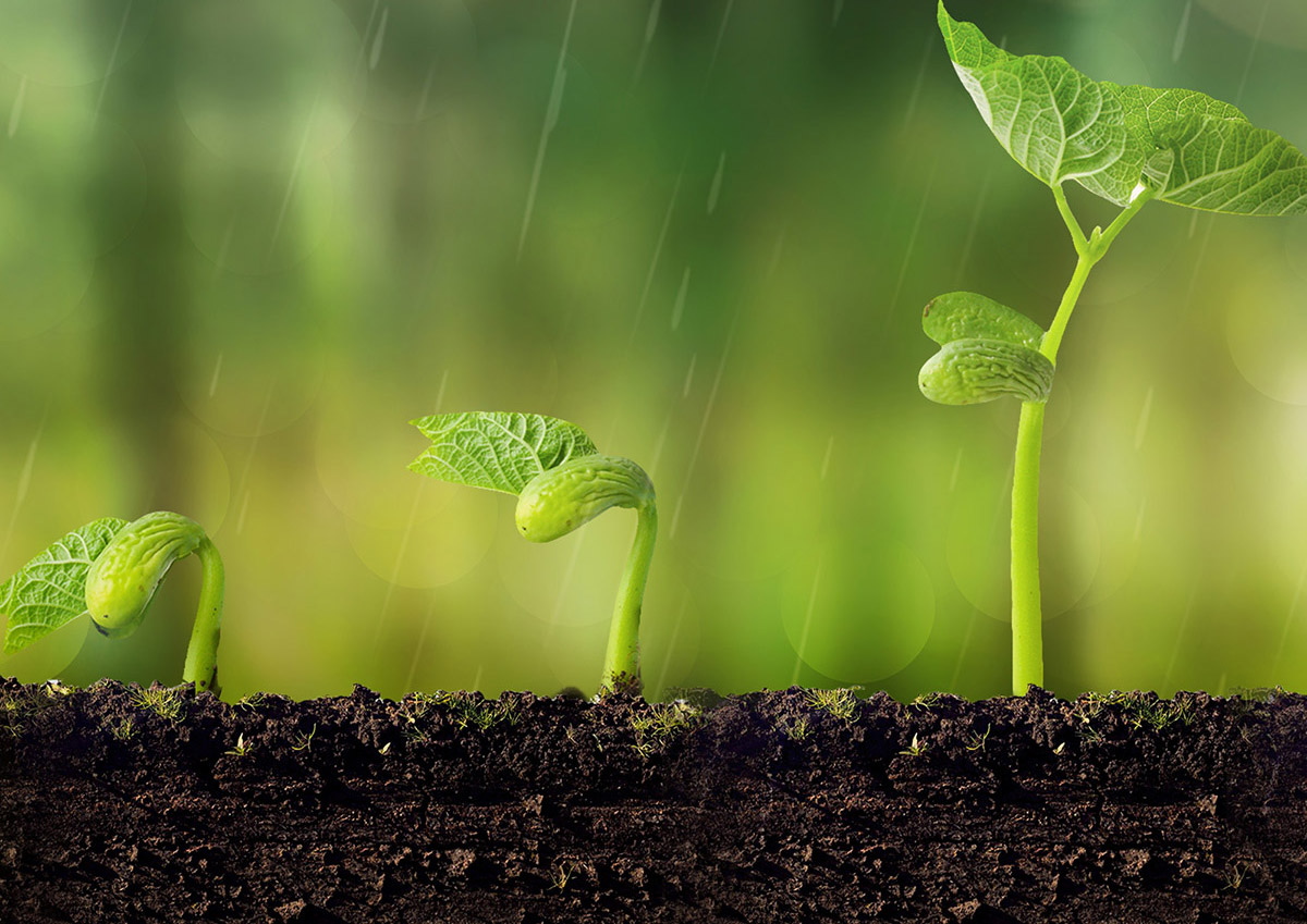 Developed Crop Root System