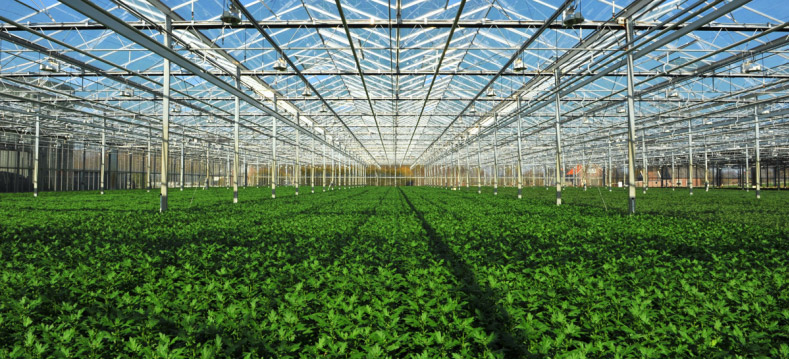 Agricultural Plantation Base
