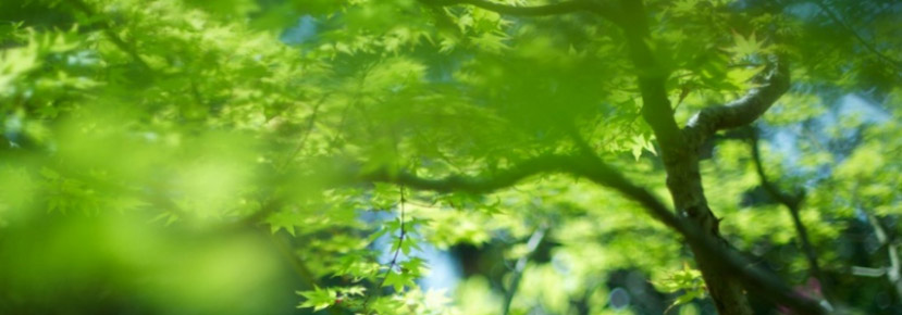 Green Forest Canopy Sunshine