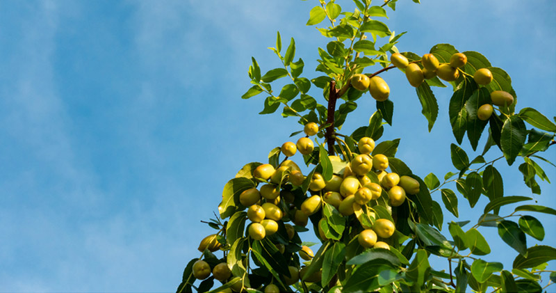 Fruit